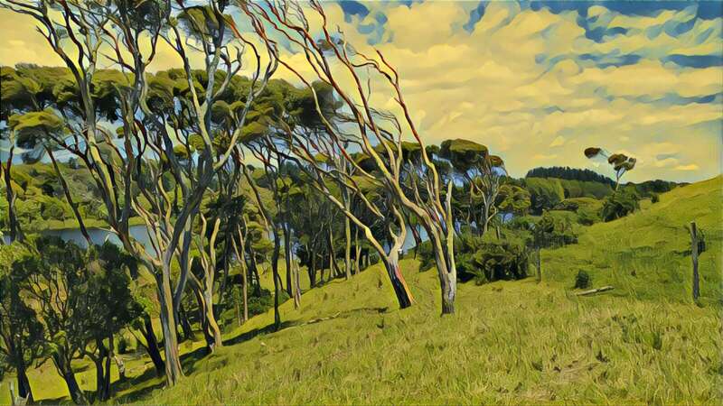 2020 12 25 Windswept Trees